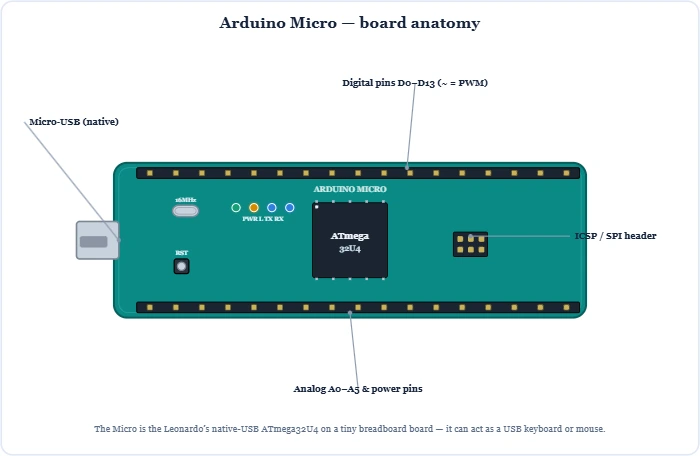 Arduino Micro board anatomy showing the native-USB ATmega32U4, micro-USB, reset, LEDs and two pin rows – Topics | Power4All